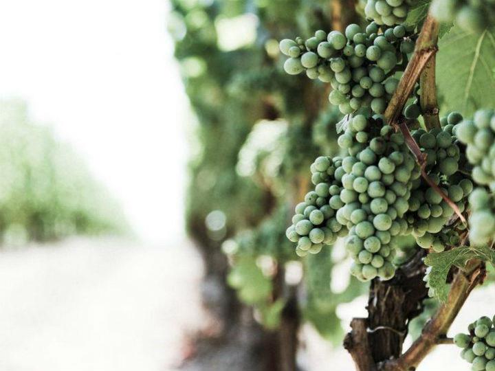 As an industry, wine couldn’t be more different than the low-quality, high-volume food industry. Wine’s dual function as a high-end food product and investment instrument means wine producers have had a long, ongoing interest in sustainable value based on quality.